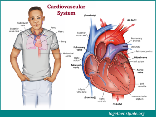 Um gráfico de coração anatômico, colorido de vermelho e azul, mostrando a aorta, veia cava superior, átrio direito, valva tricúspide, valva pulmonar, ventrículo direito, septo, ventrículo esquerdo, válvula aórtica, válvula mitral, átrio esquerdo, veia pulmonar e artéria pulmonar.