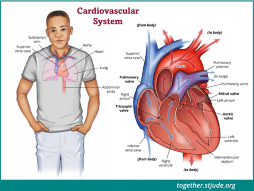 A graphic of an anatomical heart, colored red and blue, with labels for the aorta, superior vena cava, right atrium, tricuspid valve, pulmonary valve, right ventricle, septum, left ventricle, aortic valve, mitral valve, left atrium, pulmonary vein, and pulmonary artery.