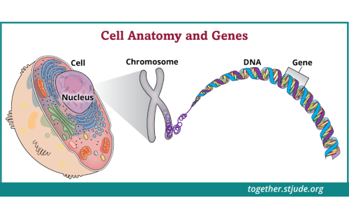 Illustration of cell anatomy and genes showing a cell and chromosome. 