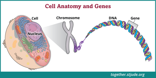 Cada célula é controlada por genes que dizem às células como funcionar e quando crescer e se dividir.