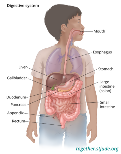 Sistema digestivo