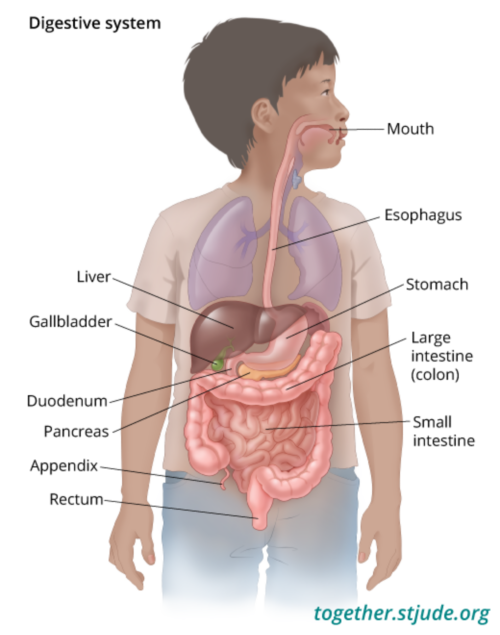 Digestive system