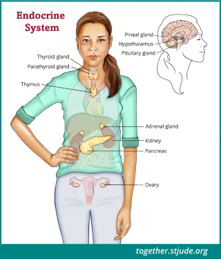 The endocrine system is a group of glands that controls many of the body’s functions such as growth, puberty, energy level, urine production, and stress response. The male and female endocrine systems contain different organs. Females have ovaries. Males have testes.