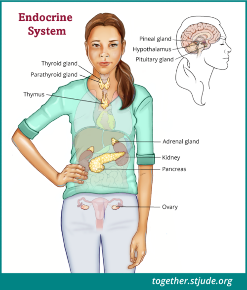 Illustration of female endocrine system