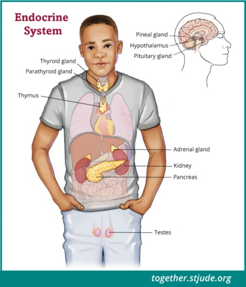 The testes (testicles) in men produce testosterone and sperm. Puberty begins in boys when the brain instructs their bodies to start producing testosterone. When sperm from a man fertilizes an egg in a woman, she becomes pregnant.