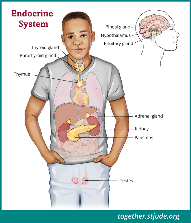 O sistema endócrino é um grupo de glândulas que controla muitas das funções do corpo tais como o crescimento, a puberdade, o nível de energia, a produção da urina, e a resposta ao estresse. Os sistemas endócrinos masculino e feminino contêm órgãos diferentes. Os homens têm testículos. As mulheres têm ovários.