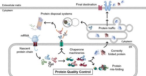 A Graphic showing protein synthesis