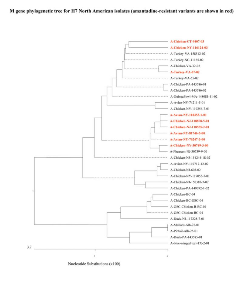 M gene phylogenetic tree for H7 North American isolates (amantadine-resistant variants are shown in red)