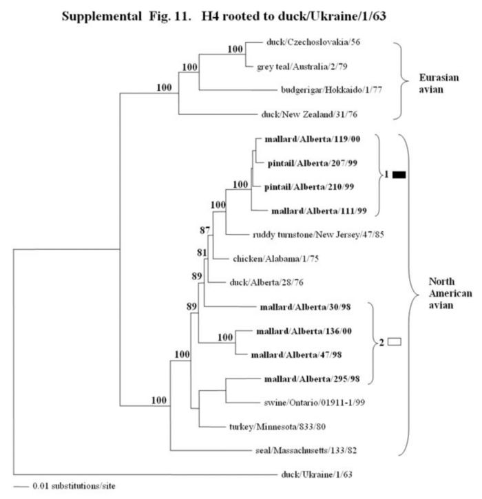 Feral duck Figure 11