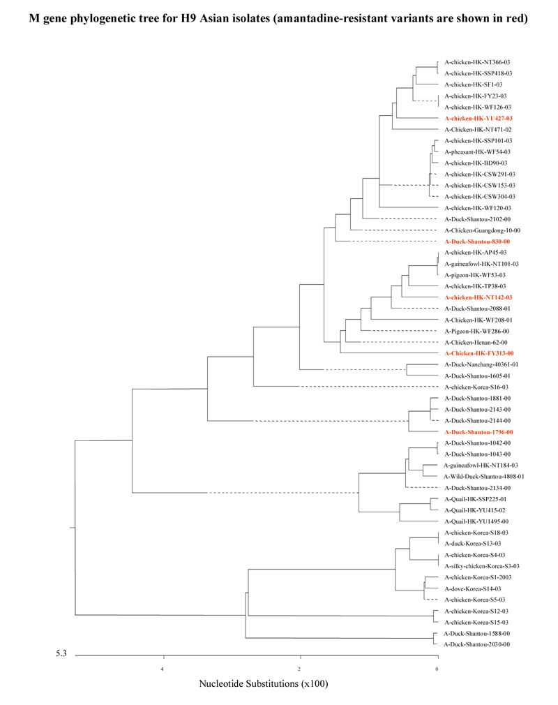 M gene phylogenetic tree for H9 Asian isolates (amantadine-resistant variants are shown in red)