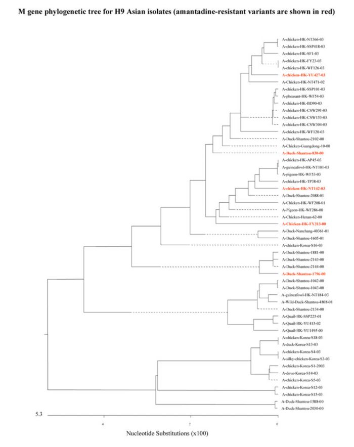 M gene phylogenetic tree for H9 Asian isolates (amantadine-resistant variants are shown in red)