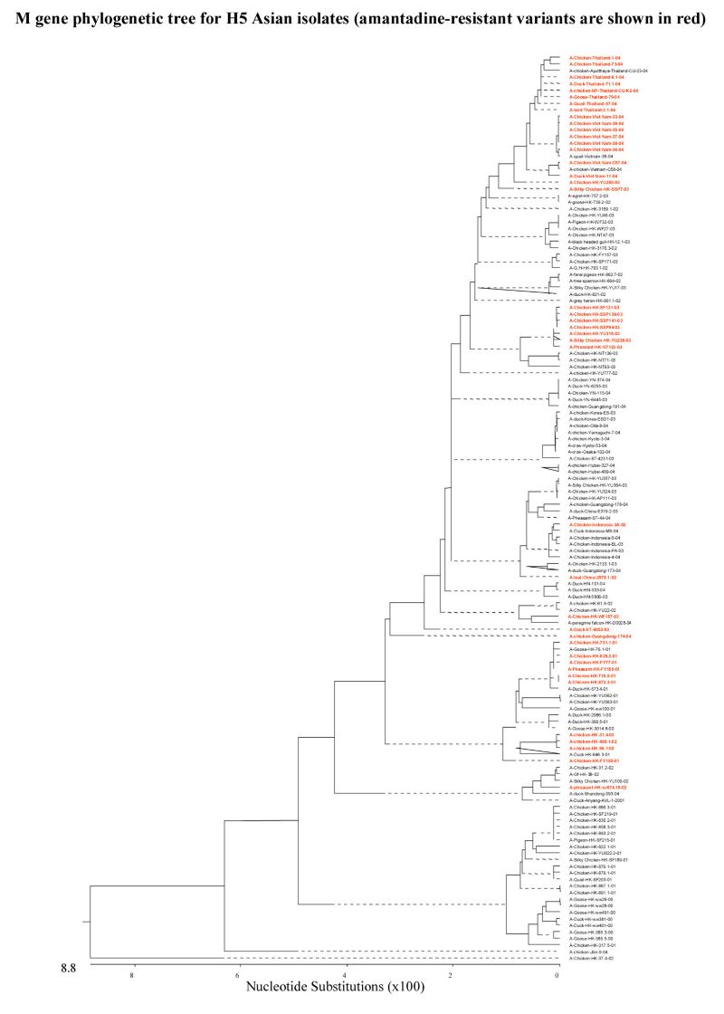 M gene phylogenetic tree for H5 Asian isolates (amantadine-resistant variants are shown in red)