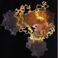 Chaperones: probing the structural secrets of the cell’s front-line protein protectors