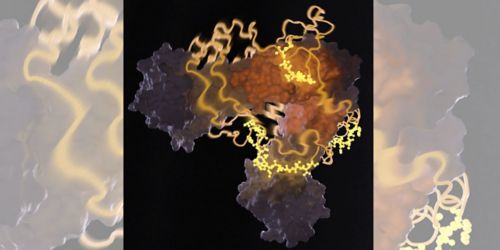 Microscopi Image of protein