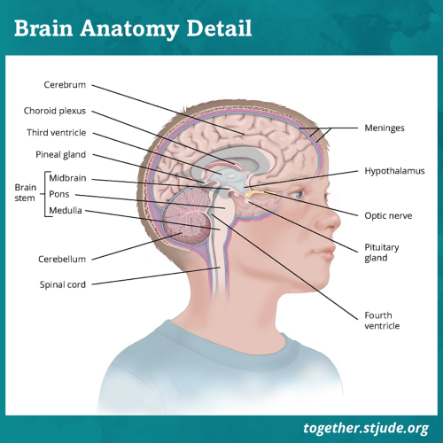 Tumors that begin in the brain are called primary brain tumors. They may spread to other areas of the brain or spinal cord, but they do not usually spread to other parts of the body.