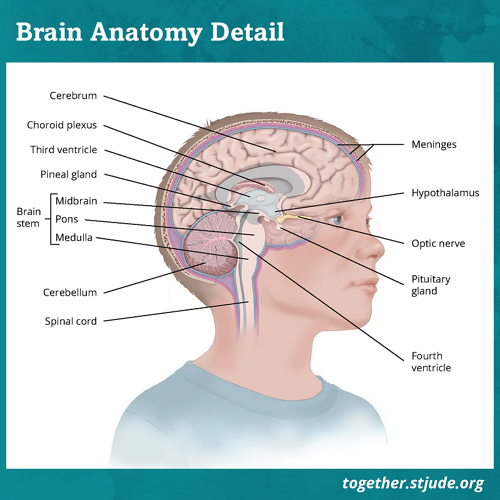 Medical illustration of brain anatomy in detail