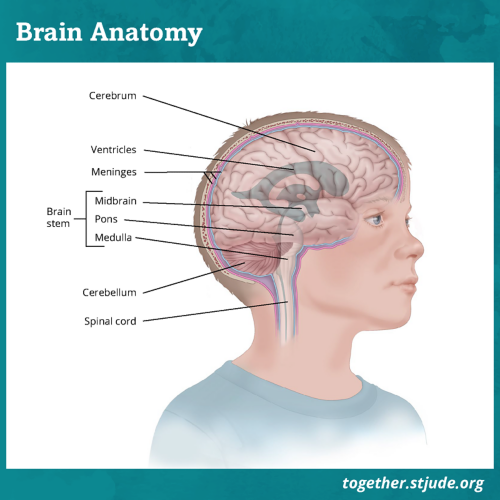 Brain anatomy: cerebellum, cerebrum, ventricles, meninges, components of the brain stem, and spinal cord