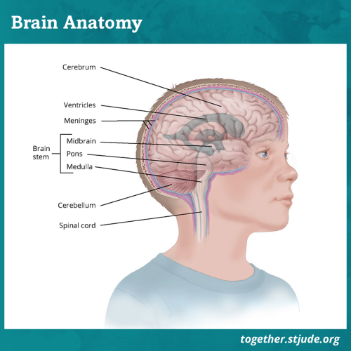 What is AT/RT? AT/RT is a tumor that most often develops in the cerebellum and the brain stem.