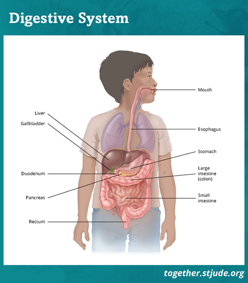 Graphic of a body with layover of organs visible. Organs of the gastrointestinal tract are highlighted, including the esophagus, liver, stomach, gallbladder, pancreas, large intestine, small intestine, appendix and rectum.