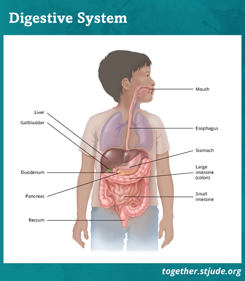 Le tractus gastro-intestinal inférieur comprend le gros intestin, l'appendice et le rectum.