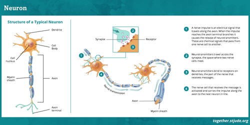 Neurons communicate through nerve impulses, or electrical signals, that pass from one neuron to another.