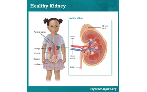 Medical illustration showing a healthy kidney. 