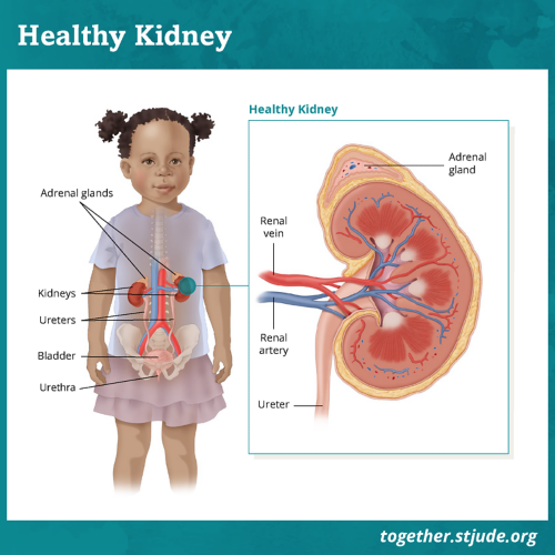 The kidneys are two organs located below the rib cage near the middle of the back. They remove waste and extra liquid from blood.