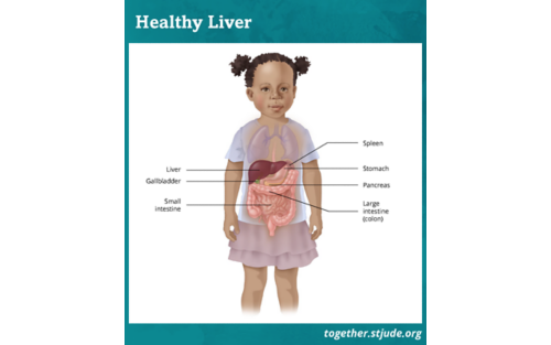 A medical illustration showing a healthy liver