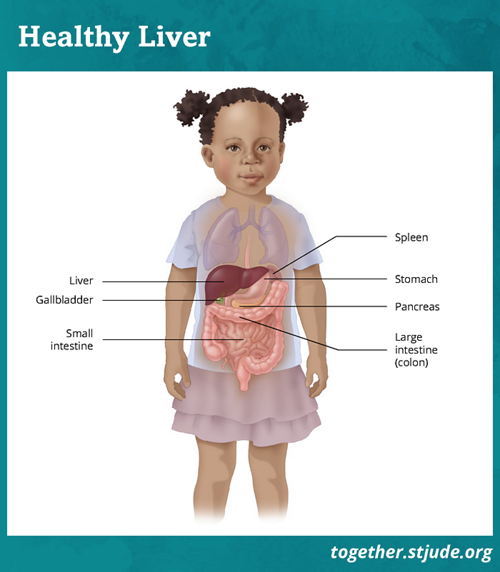 The liver is a large organ on the top right side of the abdomen. The liver helps clear waste from the blood, makes bile to help digest food, and stores energy to fuel the body.