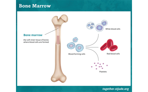 Illustration showing bone marrow and its different parts