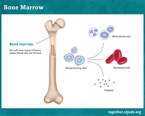 What is bone marrow? Bone marrow is a soft, spongy material in the center of most of the body’s bones that works like a blood cell factory.