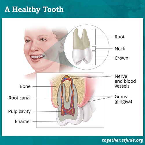 Top graphic of a healthy tooth showing the root, neck and crown. Bottom graphic shows the bone, root canal, pulp cavity, enamel, nerve and blood vessels and gums.