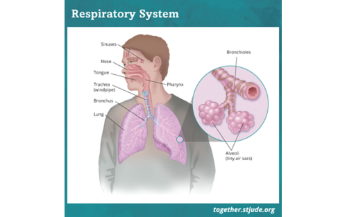 Respiratory system illustration