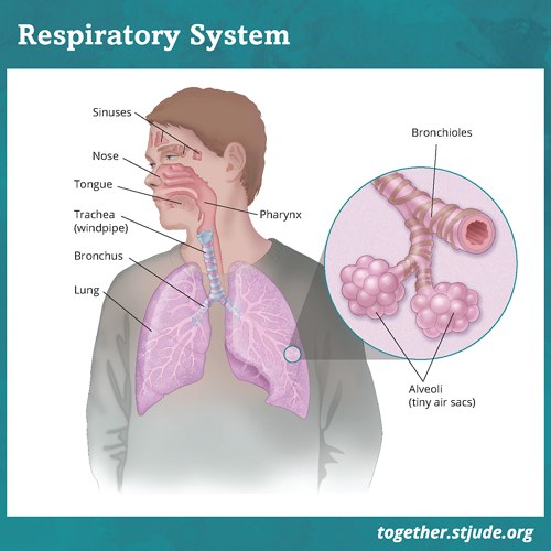 Jak działają płuca? Ilustracja układu oddechowego z oznaczeniem nosa, zatok sitowych, języka, gardła, tchawicy, płuc, oskrzeli i oskrzelików. Ilustracja przedstawiająca w powiększeniu wygląd pęcherzyków płucnych i oskrzelików.