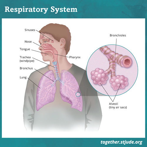 Como os pulmões funcionam? Ilustração do sistema respiratório com marcas para o nariz, seios etmoides, língua, faringe, traqueia, pulmões, brônquios e bronquíolos. Ilustração com zoom mostra uma ampliação dos alvéolos e dos bronquíolos, que são rotulados.