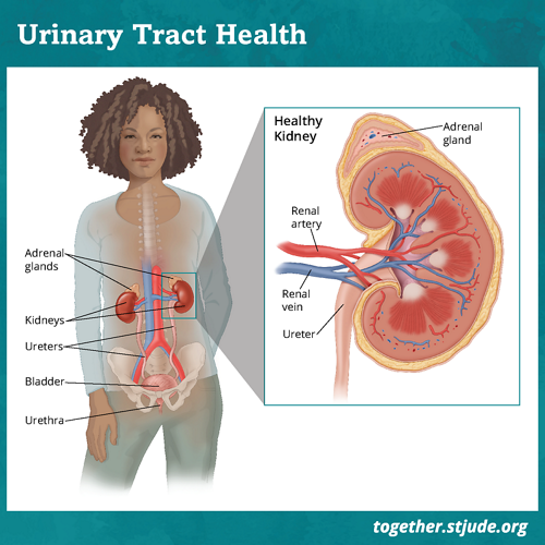 urinary bladder