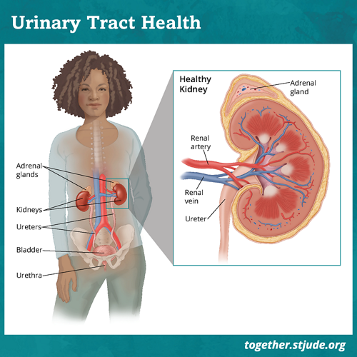 Ilustração médica da anatomia do trato urinário