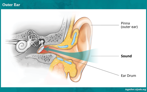 Diagram of the outer ear which includes the pinna and ear drum. 