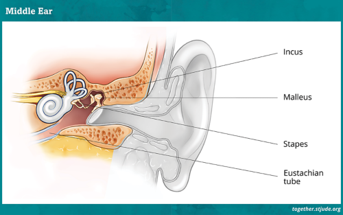 Діаграма частин середнього вуха, які містять коваделко, молоточок, стремінце та євстахієву трубу.