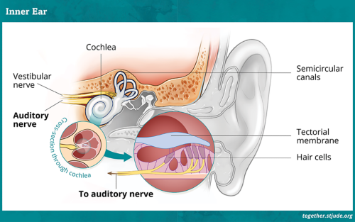 Diagram of the parts of an inner ear which includes cochlea, vestibular nerve, auditory nerve,  semicircular canals, tectorial membrane and hair cells.