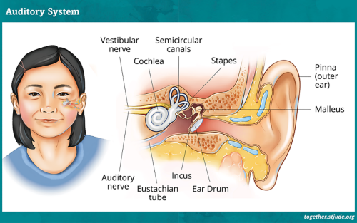 The ear has three main parts: outer ear, middle ear, and inner ear.
