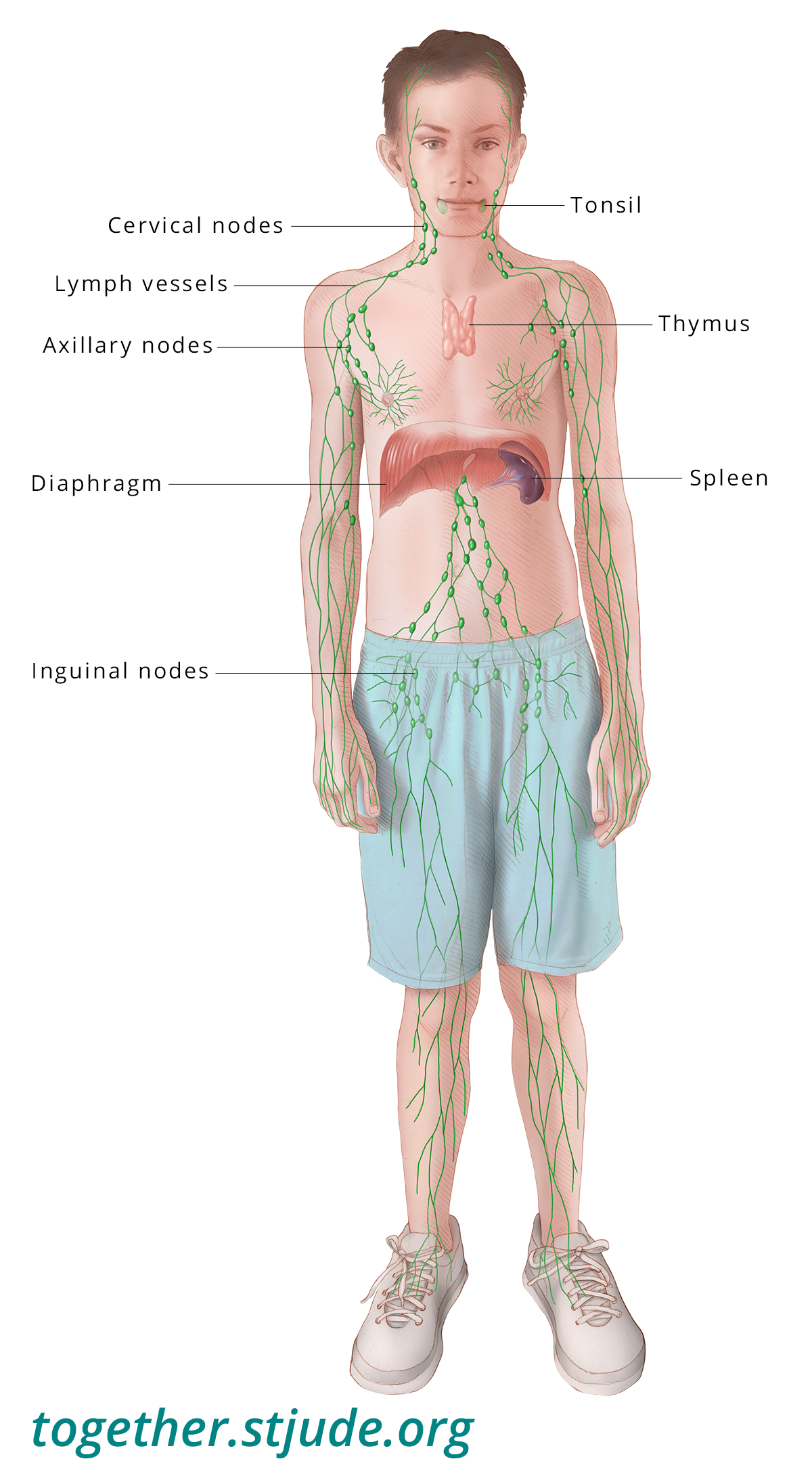 Изображение силуэта ребенка с выделенными и обозначенными лимфатическими узлами и путями соединения.