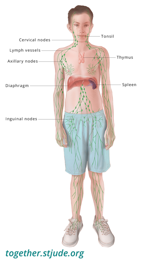 Cette illustration montre un garçon dont les organes du système lymphatique sont identifiés : ganglions cervicaux, vaisseaux lymphatiques, ganglions axillaires, ganglions inguinaux, rate, thymus et amygdales.