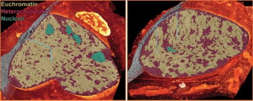 image of cell nucleus