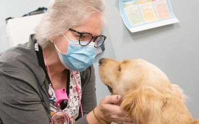 Dynamic therapy dogs: Paws at Play pups celebrate anniversary with expanded outreach to staff