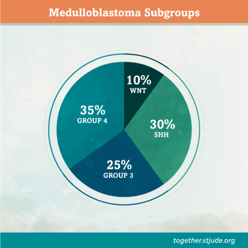 Medulloblastoma is divided into 4 subgroups based on molecular features of tumor cells. The WNT subtype makes up 10% of cases, and the SHH subtype makes up 30% of cases. Group 3 makes up 25% of cases, and Group 4 makes up 35% of cases.