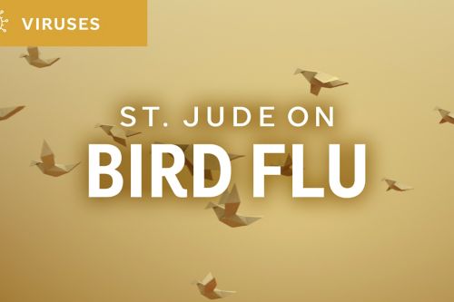 St. Jude On Bird Flu graphic