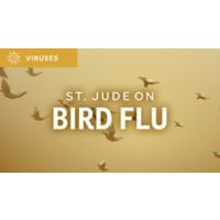 St. Jude On Bird Flu graphic