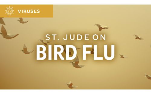 St. Jude On Bird Flu graphic