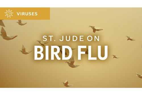 St. Jude On Bird Flu graphic